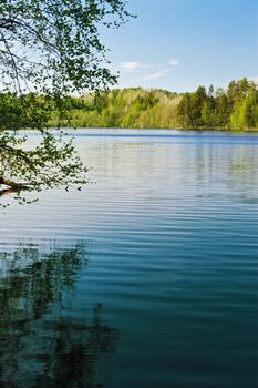 quiet day around forest lake at summer