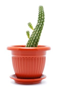 green cactus in brown pot, isolated on white