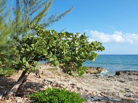 A lone sea grape tree clings to the limestone rocks, known locally as ironshore, on the north western side of Grand Cayman in the Cayman Islands
