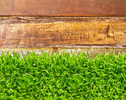 green grass on wood background