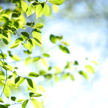 green leaves macro close up