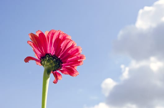 Pink flower bloom macro closeup on background of blue cloudy sky.