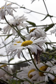 Wild daisies in the irish countryside