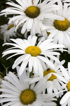 Wild daisies in the irish countryside