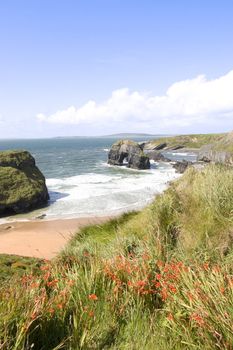view of the virgin rock in ballybunion in summer with beautiful sea and wild red flowers