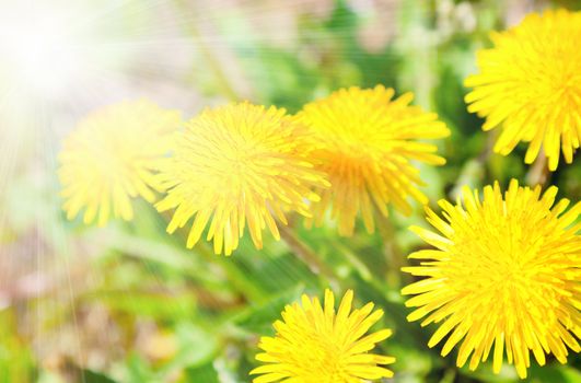 Yellow dandelion flowers with sunlight , spring photo