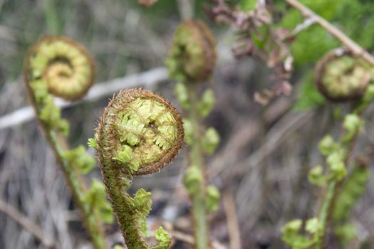 young ferns curled up growing in the wild in glenough county tipperary ireland