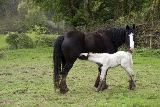 foal feeding from its mother in front of a wooded meadow in tipperary ireland
