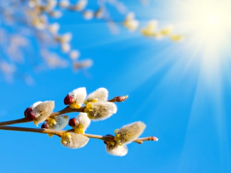 Branch with willow buds (pussy willows)  with sunlight , spring photo