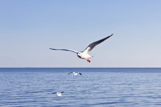 seagull flying on blue sky and sea
