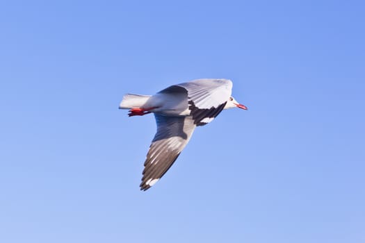 seagull flying on blue sky