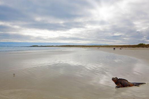 A marine iguana walking on the beach on Galapagos