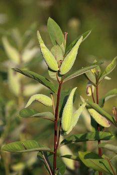 A vertical shot of Common Milkweed. (Asclepias syriaca)