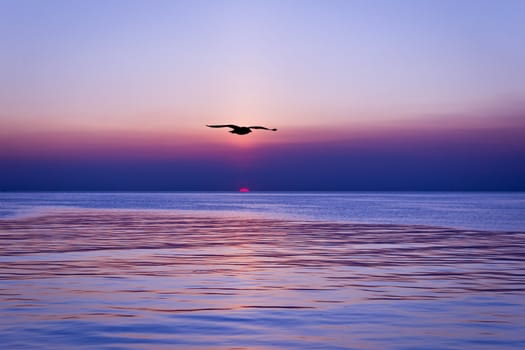 sunset and silhouette bird