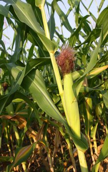 An ear of corn still on the stalk, in a large corn field.