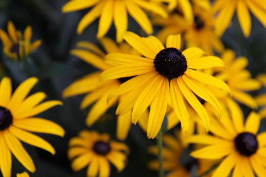 A Black-eyed Susan (Rudbeckia hirta) flower in the midst of a flower bed.
