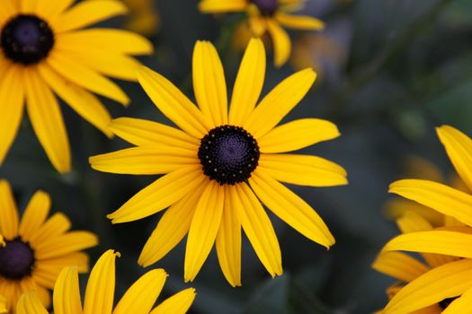 A Black-eyed Susan (Rudbeckia hirta) flower in the midst of a flower bed.
