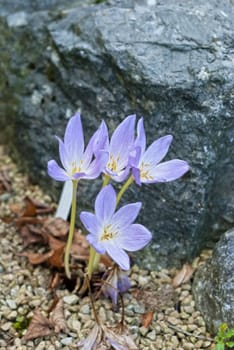 Blooming purple crocus flowers on background of grey stones