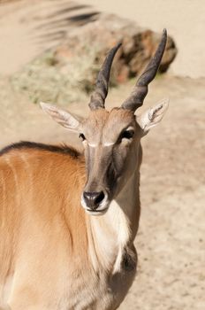 clsoup of the largest African antelope, a Common Eland (TauroTragas Derbianus)
