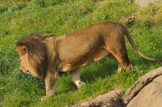 Lions resting after a meal