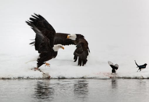 Two Bald Egles (HALIAEETUS LEUCOCEPHALUS) and two magpies fly up from snow.