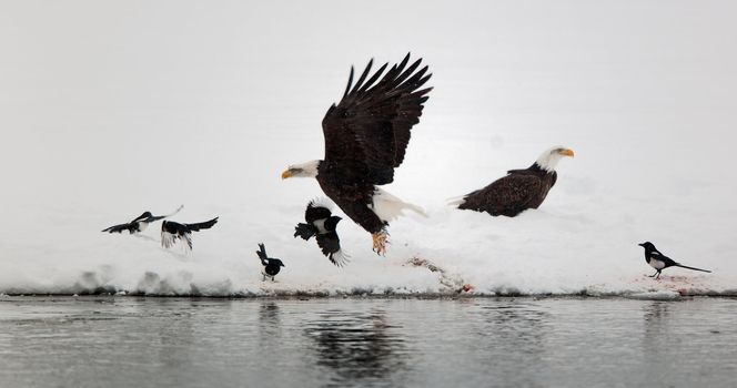  Bald Egles (HALIAEETUS LEUCOCEPHALUS) and  magpies fly up from snow.