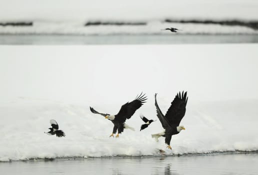 Two Bald Egles (HALIAEETUS LEUCOCEPHALUS) and two magpies fly up from snow.