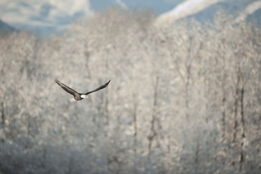 Flying eagle ( Haliaeetus leucocephalus washingtoniensis  )over snow-covered mountains. Winter Alaska. USA