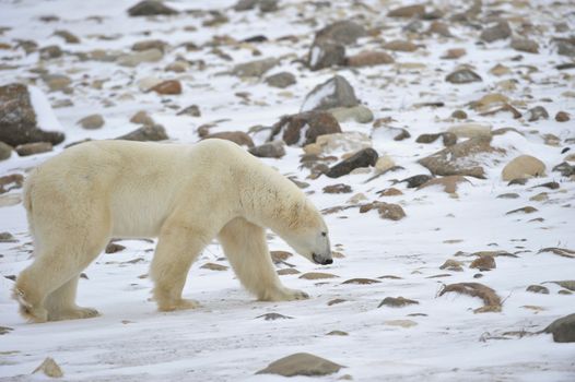 Walking Polar Bear on snow-covered stony coast and sniffs.