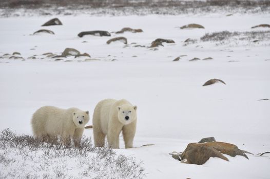 Two polar bears in snow-covered tundra.