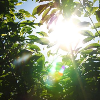 green leaves sun is shine