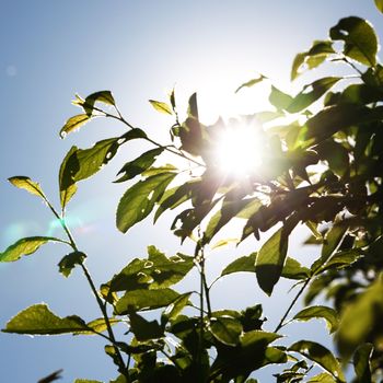 green leaves sun is shine