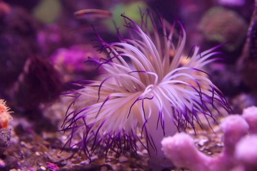 fishes coral and anemones in the bottom of aquarium or sea