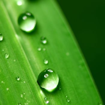 big water drop on grass blade