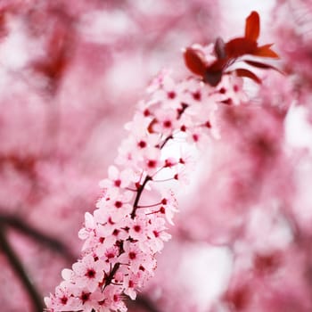pink sacura macro close up