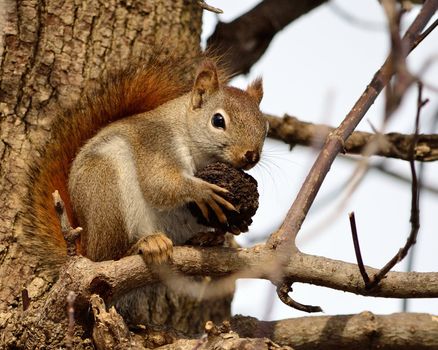 A red squirrel perched in a tree eating a walnut.