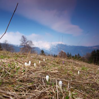 mountain flowers on the top