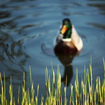 duck in zoo macro close up