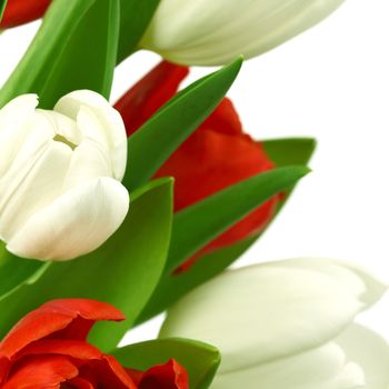 colorful tulips close up holiday background