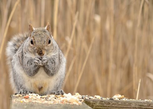 A Gray Squirrel perched on wood post.