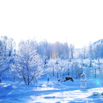 pine forest in snow