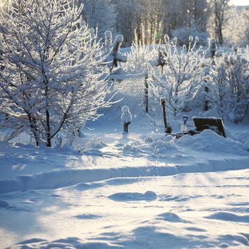  pine forest in snow