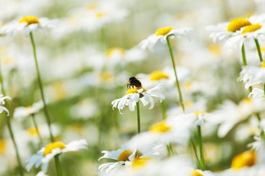 camomiles summer field