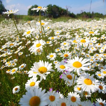 field with white daisies under sunny sky