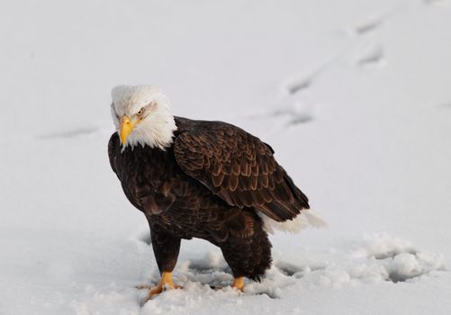 Bald Eagle ( Haliaeetus leucocephalus washingtoniensis) walk on the snow, leaving traces.  