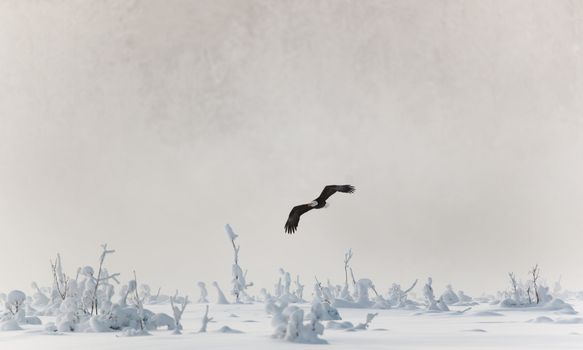 Flying eagle ( Haliaeetus leucocephalus washingtoniensis  )over snow-covered mountains. Winter Alaska. USA