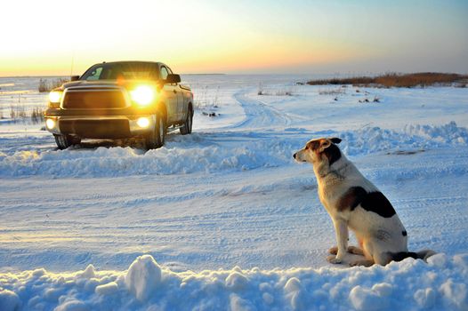 The dog waits at road. The dog waits at snow-covered road near to  truck.