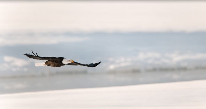 Flying eagle ( Haliaeetus leucocephalus washingtoniensis  )over snow-covered river. Winter Alaska. USA