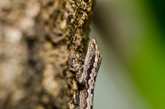 Lizard in green nature or in park or in the garden