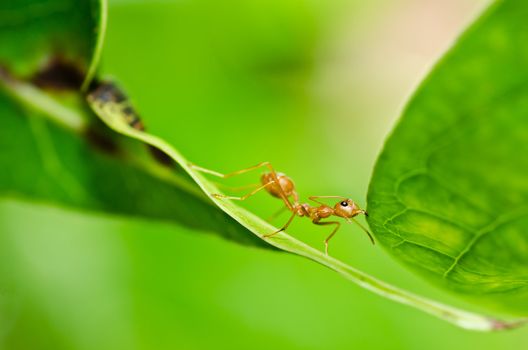 red ant in green nature or in forest